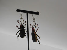 Load image into Gallery viewer, Beetle Earrings
