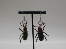 Load image into Gallery viewer, Beetle Earrings
